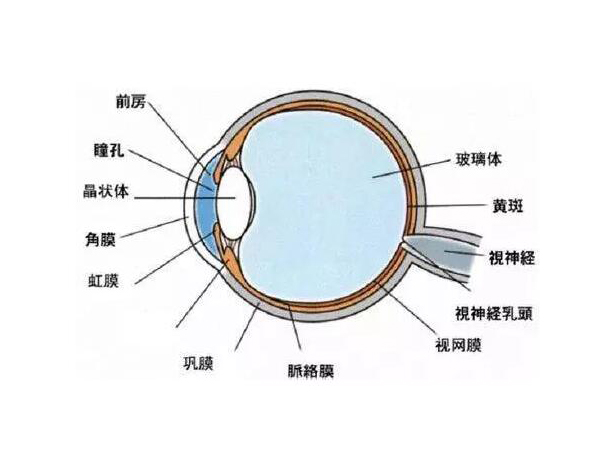 視力防控：真、假近視的原因及預防